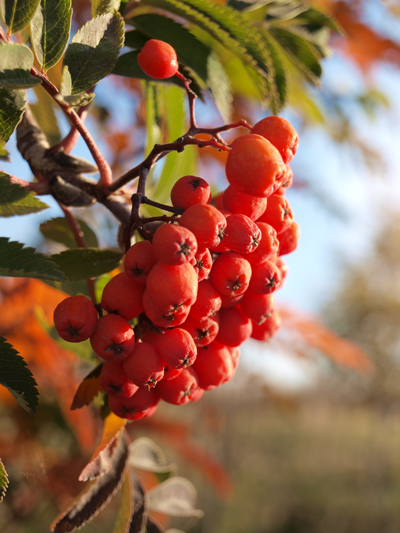 berries